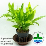 Pogostemon sampsonii (cf. pumilus)